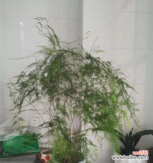 挑战和成长的生命之旅 文竹