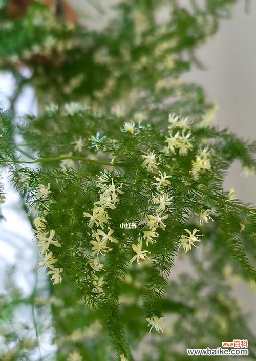 触动心弦的竹间花海 文竹花开的时光