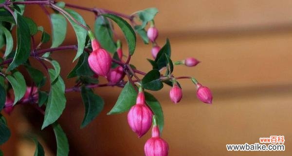 五瓣花的神秘语言与美丽寓意 五瓣花的花语和寓意——探索花朵背后的深意