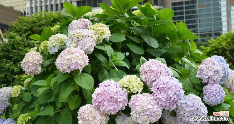 漫步花海 无尽夏的花语——盛夏的瑰丽与绚烂