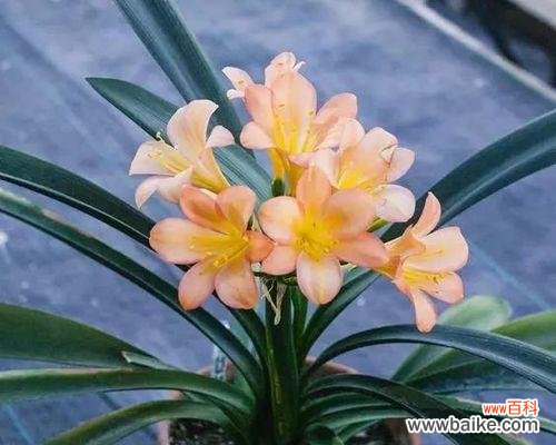 探寻君子兰的含义和象征 以君子兰花语和寓意寓意