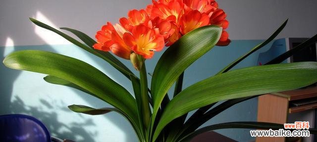 君子兰开花的吉祥象征与风水禁忌 君子兰开花风水寓意