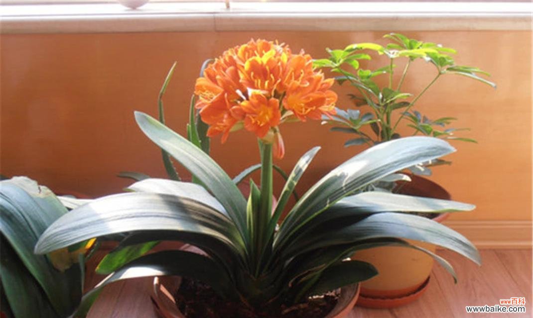 探究君子兰开花所蕴含的意义 君子兰开花的寓意和好兆头