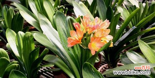 探究君子兰开花所蕴含的意义 君子兰开花的寓意和好兆头