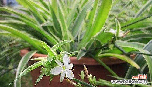 探寻康乃馨的吉祥之道 康乃馨的风水寓意和摆放位置