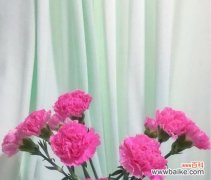 解读康乃馨的象征意义及其在风水中的重要性 康乃馨的寓意和象征风水解读