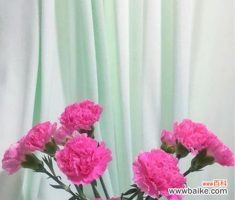 解读康乃馨的象征意义及其在风水中的重要性 康乃馨的寓意和象征风水解读