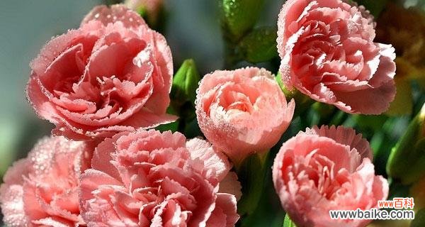 解读康乃馨的象征意义及其在风水中的重要性 康乃馨的寓意和象征风水解读