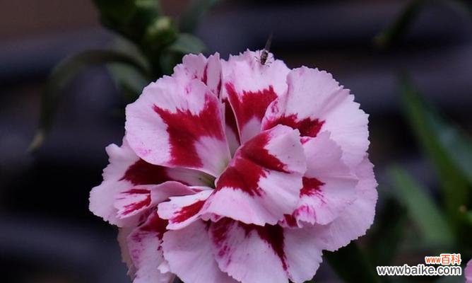 浪漫花语 康乃馨花语与寓意