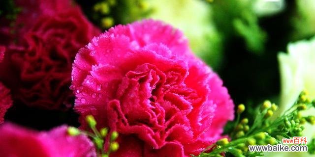 绽放爱与敬意的康乃馨花语 康乃馨花语的象征与寓意