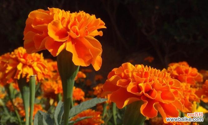 探秘孔雀草的美丽之谜 孔雀草的花语与寓意