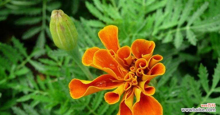 探秘孔雀草的美丽之谜 孔雀草的花语与寓意