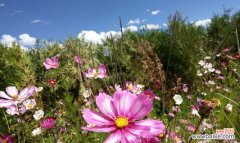 市花格桑花 格桑花的象征寓意与市花的意义
