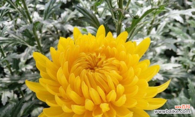 牡丹花的美丽与意义 昆山市花——牡丹