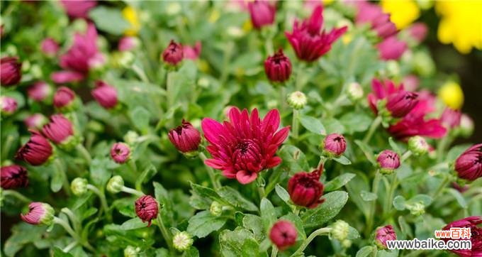 牡丹花的美丽与意义 昆山市花——牡丹