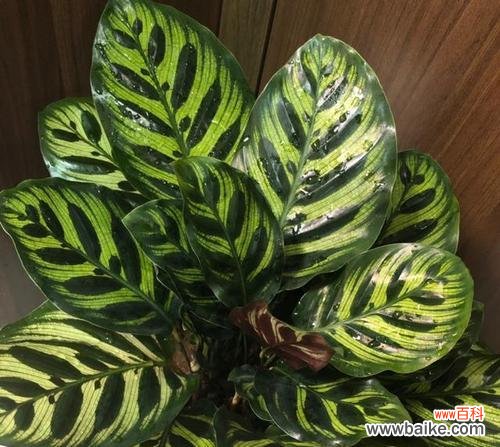 孔雀竹芋开花 孔雀竹芋开花的好兆头与寓意