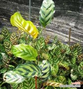 孔雀竹芋开花 孔雀竹芋开花的好兆头与寓意