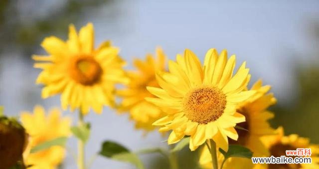 葵花的象征意义和寓意 葵花