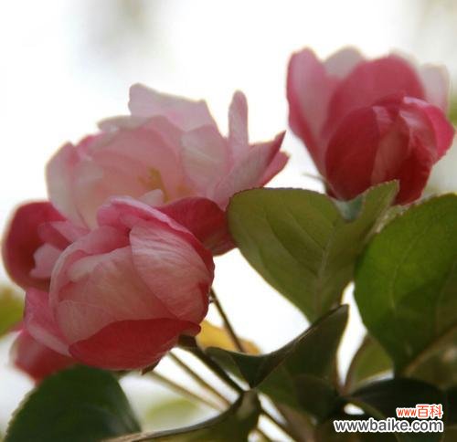 揭示西府海棠的浪漫花语 以西府海棠花语与寓意