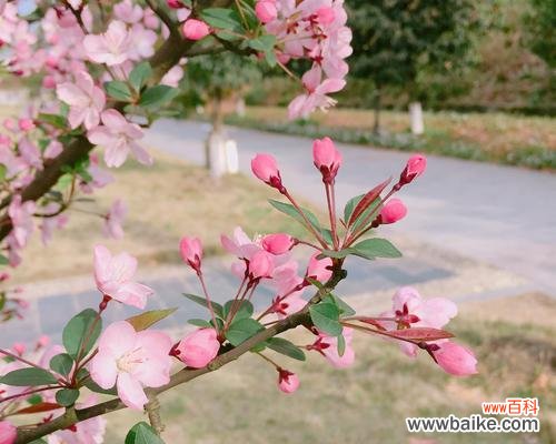 揭示西府海棠的浪漫花语 以西府海棠花语与寓意