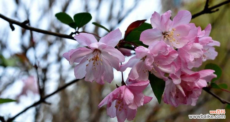 揭示西府海棠的浪漫花语 以西府海棠花语与寓意
