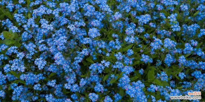勿忘我花语的寓意及象征 勿忘我花语
