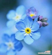 勿忘我花语的寓意及象征 勿忘我花语