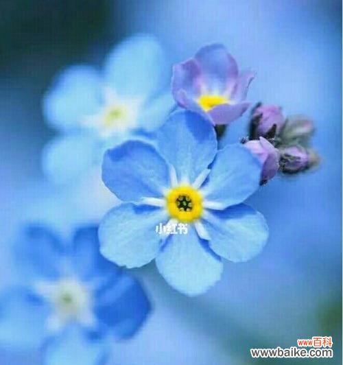 勿忘我花语的寓意及象征 勿忘我花语