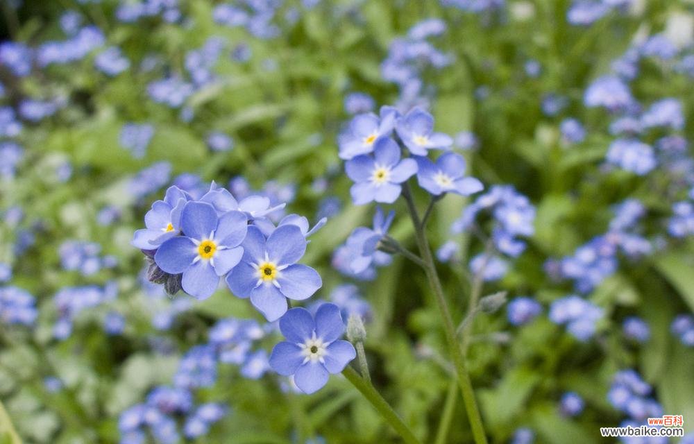 一朵小花背后的深意和情感 勿忘我花语及寓意象征着什么意思