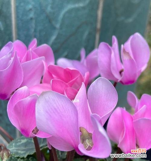 探究仙客来花的花语与寓意 以仙客来的花语和寓意