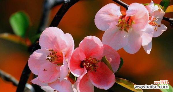 解读西瓜的象征与涵义 西瓜的花语与寓意