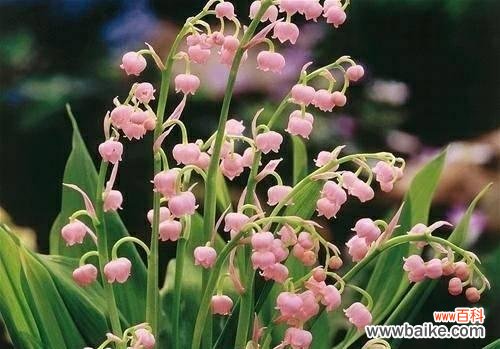 解读西瓜的象征与涵义 西瓜的花语与寓意