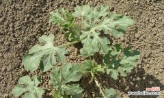 揭开西瓜蕴含的丰富象征意义 西瓜的象征意义及特殊含义