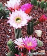 探寻仙人球花所代表的含义 仙人球花语的象征与寓意