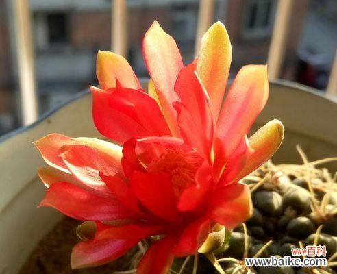 探寻仙人球花所代表的含义 仙人球花语的象征与寓意