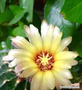 揭示仙人球花的隐秘含义与象征 仙人球花的花语与寓意