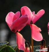 揭秘花语背后的深意 以仙客来花语和寓意