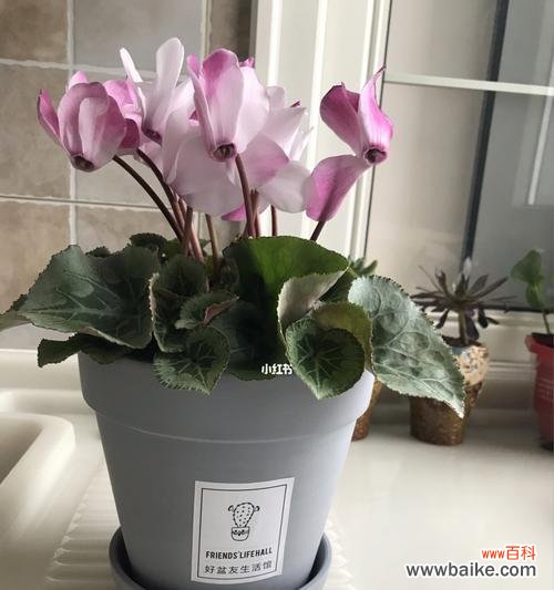 揭秘花语背后的深意 以仙客来花语和寓意