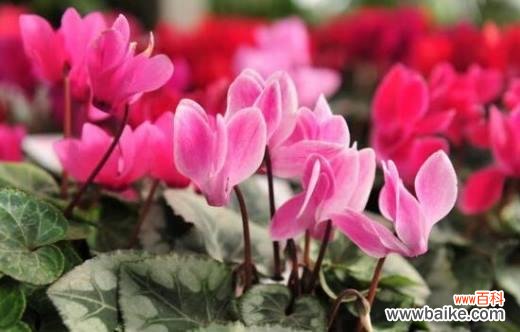 以仙客来的花语表达感情 仙客来的花语