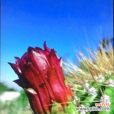 探索仙人掌的象征意义与寓意 仙人掌的象征意义