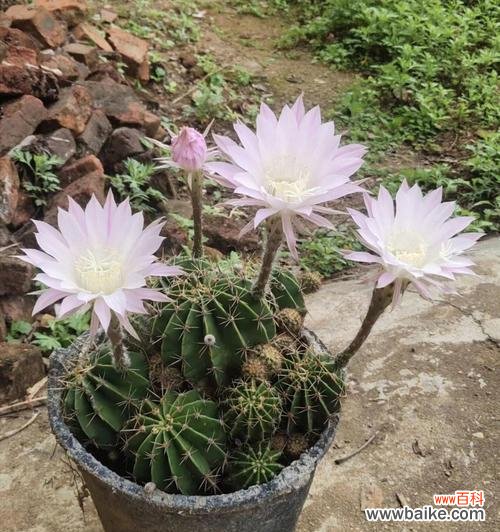 探索仙人球的生命之旅 仙人球