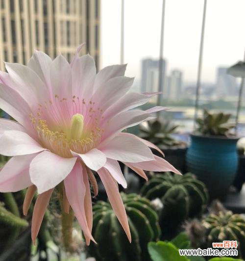 探索仙人球的生命之旅 仙人球