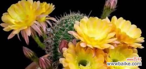 揭秘仙人球开花的神奇之处 仙人球盛开的寓意与兆头