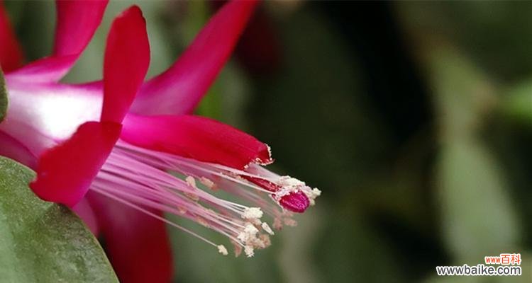 揭秘仙人指花的意义和传承 仙人指花语的象征与寓意