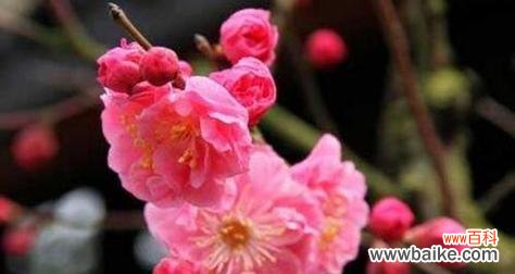 传递温暖与希望的独特花卉——腊梅花 腊梅花的花语与代表意义