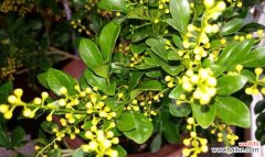 传递温暖与希望的独特花卉——腊梅花 腊梅花的花语与代表意义