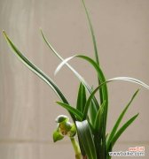 美丽与纯洁的代表——兰花草 兰花草的象征意义与寓意