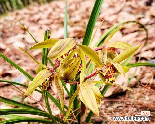 探秘兰花草的独特开花时间和美丽寓意 兰花草的开花时间与寓意