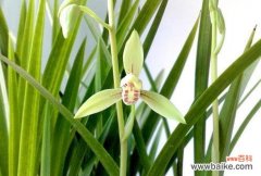 探秘兰花的意义和寓意 以兰花为象征的花语