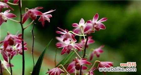 探秘兰花的意义和寓意 以兰花为象征的花语